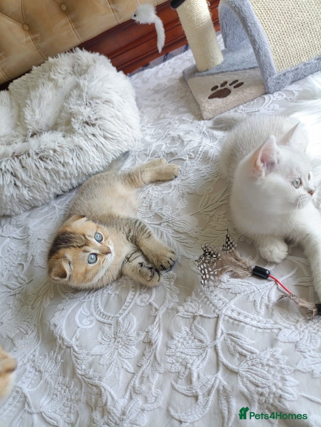 British Shorthair cats for sale: Scottish Fold and Straight kittens  - Image 25