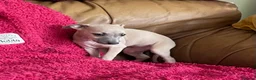 Mixed Breed dogs for sale: Stunning Wiggy’s Italian greyhound x whippet  - Advert 29