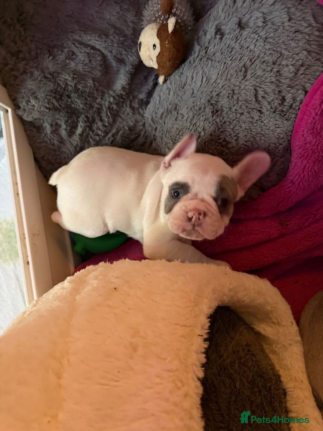 French Bulldog dogs for sale: Three French Bulldog Puppies Available - Advert 4