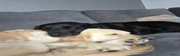 Goldador dogs for sale: Beautiful Goldador puppies  in Castle Douglas - Advert 3