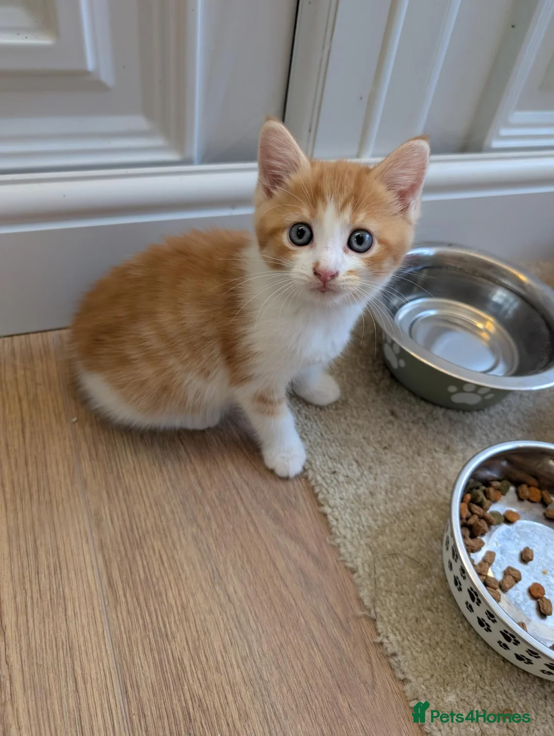 Mixed Breed cats for sale: Beautiful kitten for sale - Advert 2