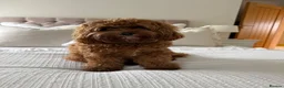 Cavapoo dogs for sale: F1 Red Cavapoo puppies ( health tested) - Advert 24