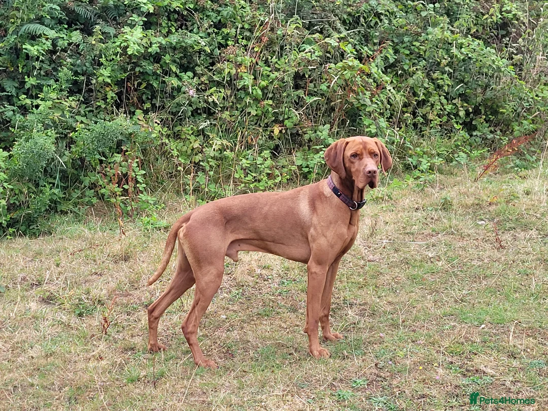 Hungarian Vizsla dogs for stud: Proven Hungarian championship blood line in Llantwit Major - Advert 23