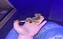 Gecko reptiles for sale: Male crested gecko  - Advert 3
