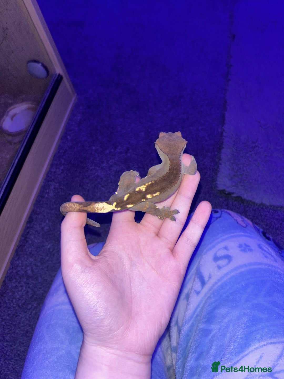 Gecko reptiles for sale: Male crested gecko  - Advert 3