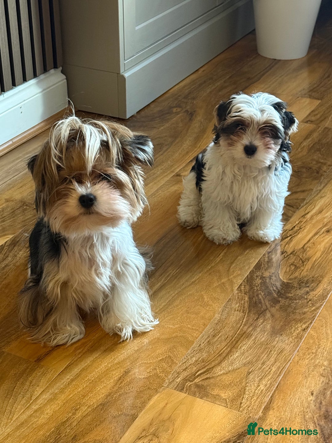 Biewer Terrier dogs for sale: One beautiful boy for sale  - Advert 8