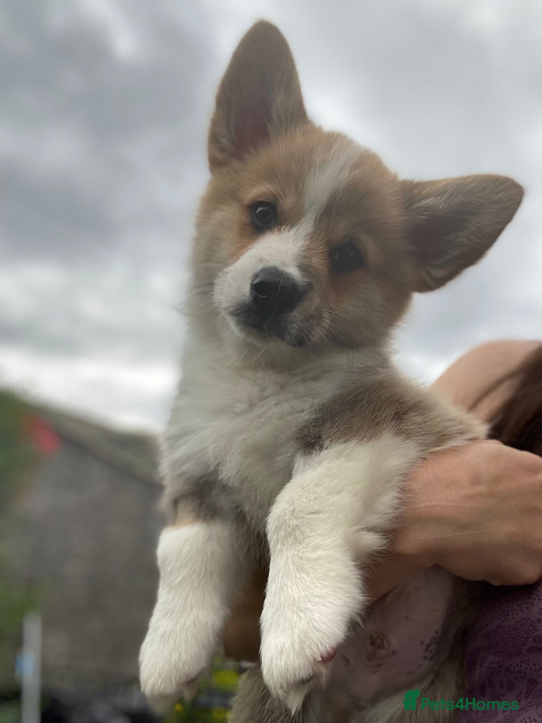 Welsh Corgi Pembroke dogs for sale: Only 2 boys remaining. Ready to go now.  - Image 5