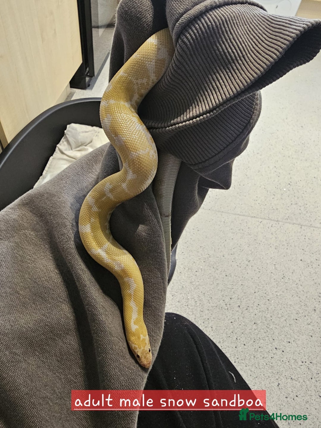 Snake reptiles for sale: Snakes for sale  - Image 3