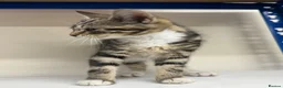 Mixed Breed cats for sale: Kitten tabby female beautiful - Advert 6