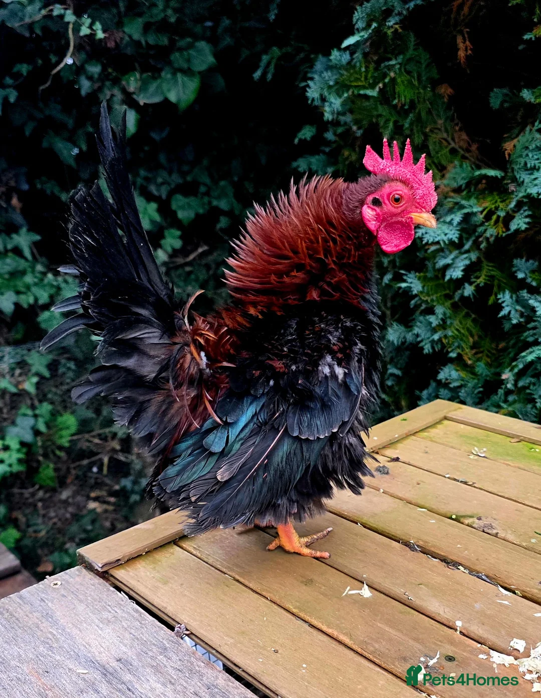 Chickens poultry for sale: Male Frizzle Serama  in Lincoln - Advert 1