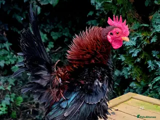 Chickens poultry Male Frizzle Serama in Lincoln - Advert 1