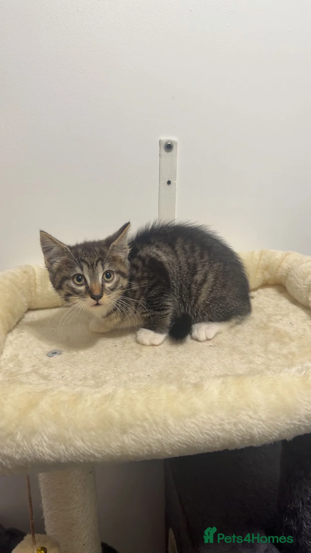 Mixed Breed cats for sale: Last remaining Kitten from litter - Tabby Boy - Advert 4