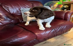 English Springer Spaniel dogs for sale: Working springer spaniel pup - Image 4