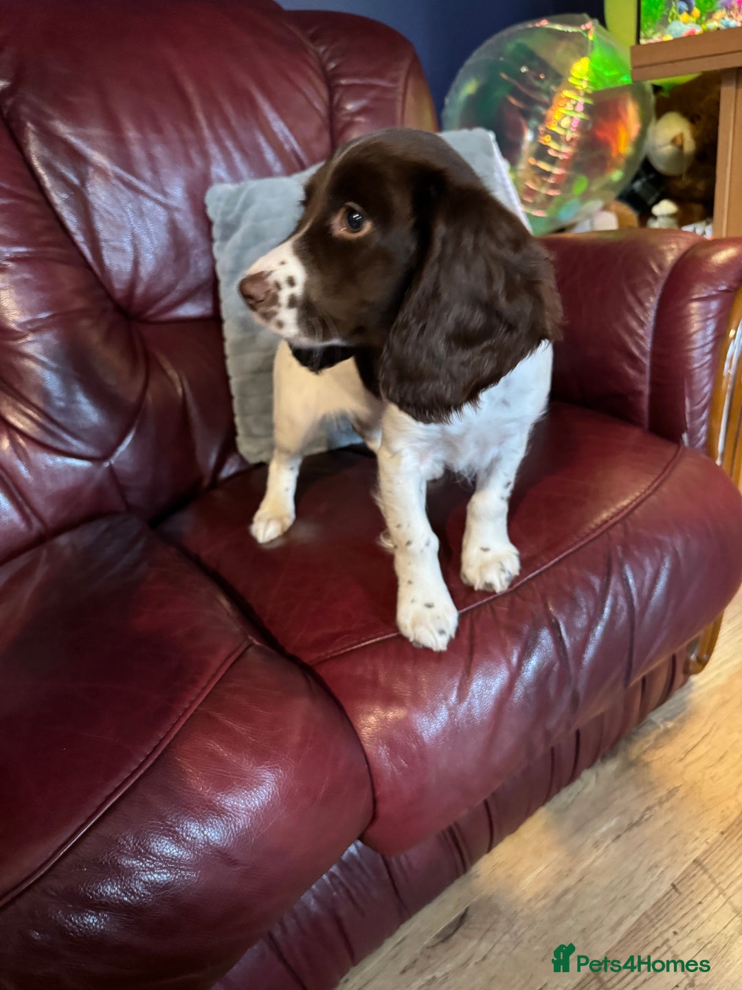 English Springer Spaniel dogs for sale: Working springer spaniel pup - Image 4