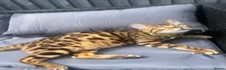 Bengal cats for sale: Bengal cross Russian blue - Advert 18