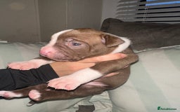 Mixed Breed dogs for sale: Olde English Bulldogge/Staffy bull Collie mix - Image 34