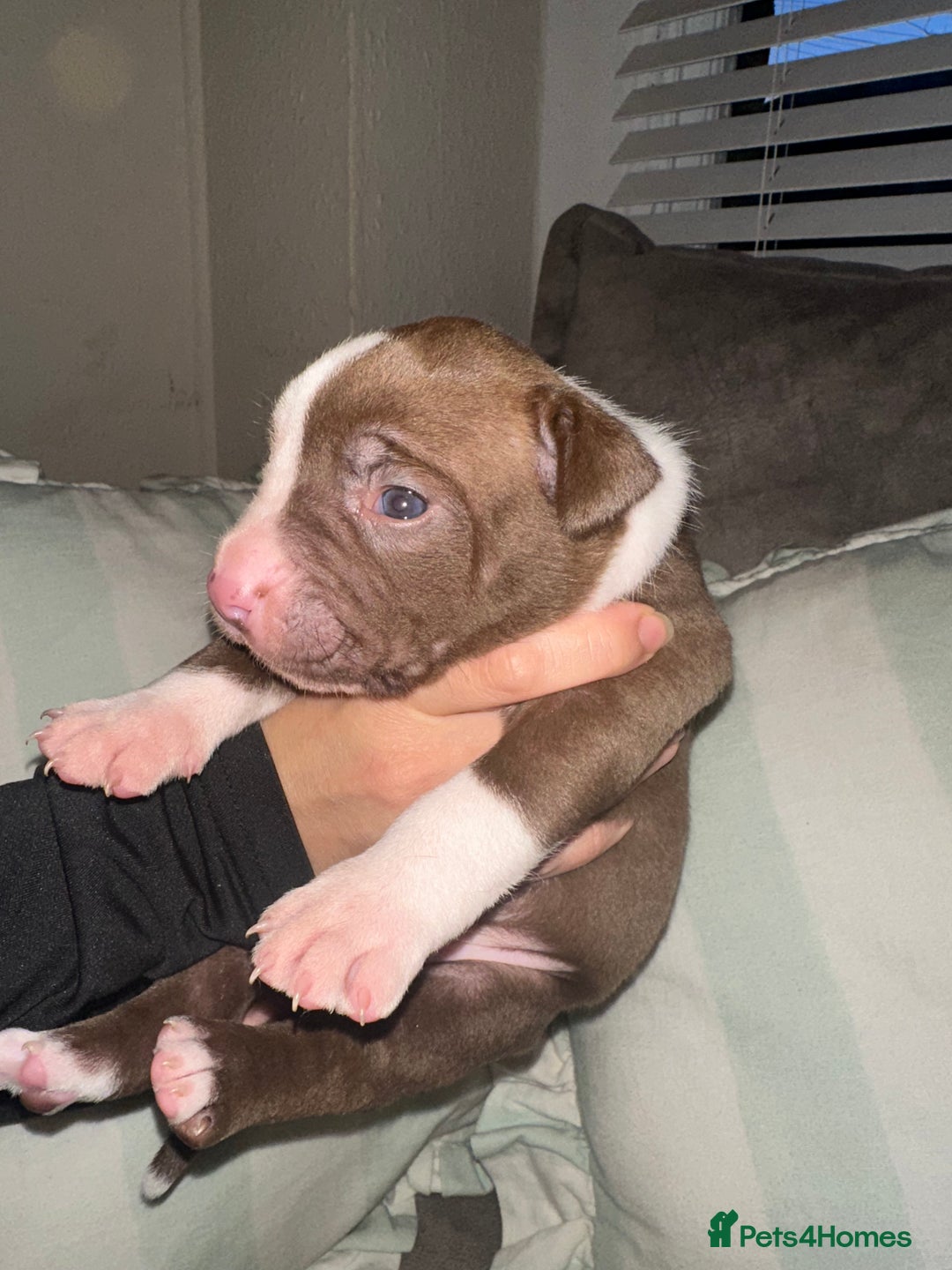 Mixed Breed dogs for sale: Olde English Bulldogge/Staffy bull Collie mix - Image 34