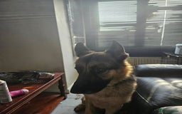 German Shepherd dogs for sale: Good dog - Image 7