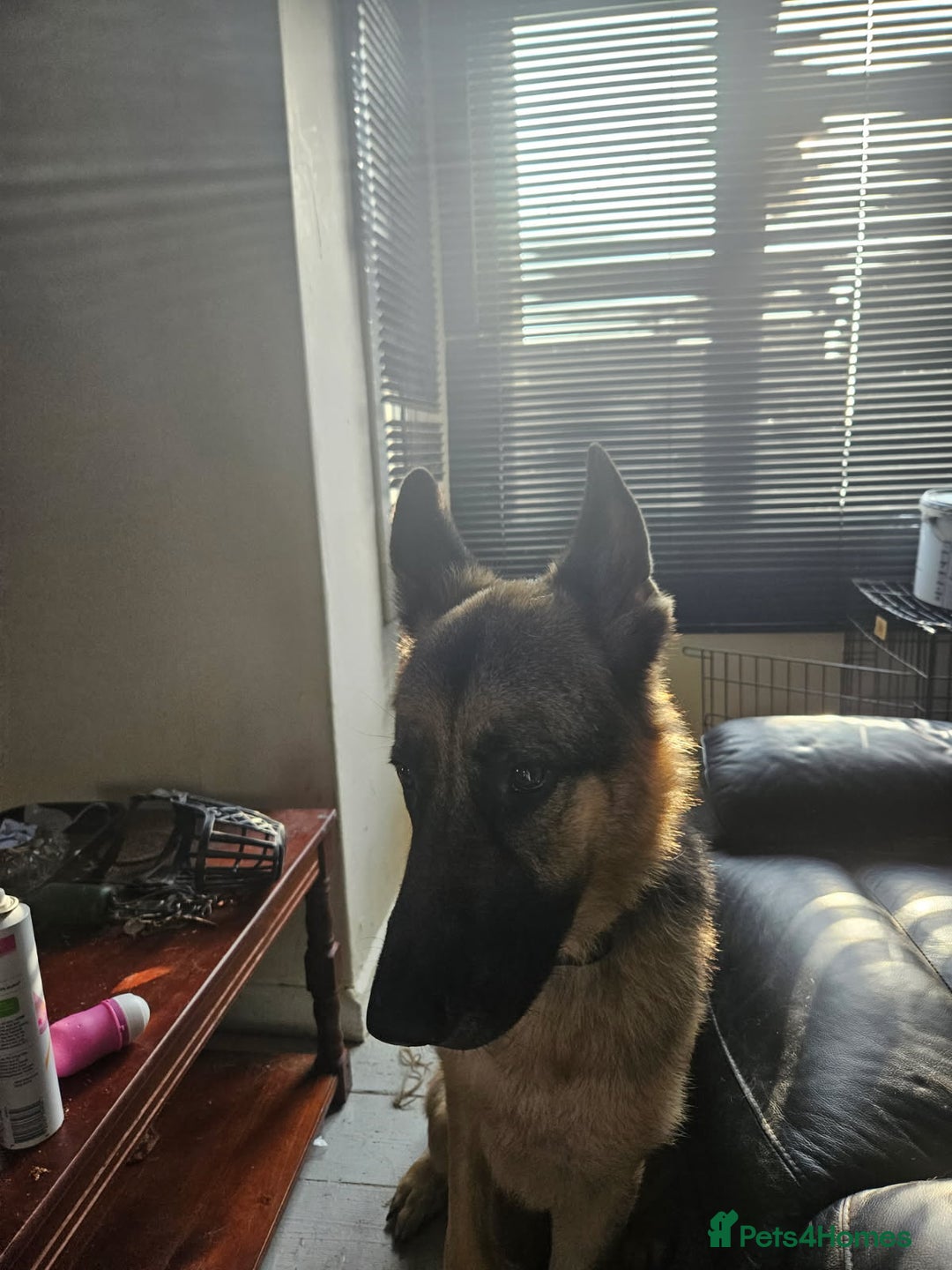 German Shepherd dogs for sale: Good dog - Image 7