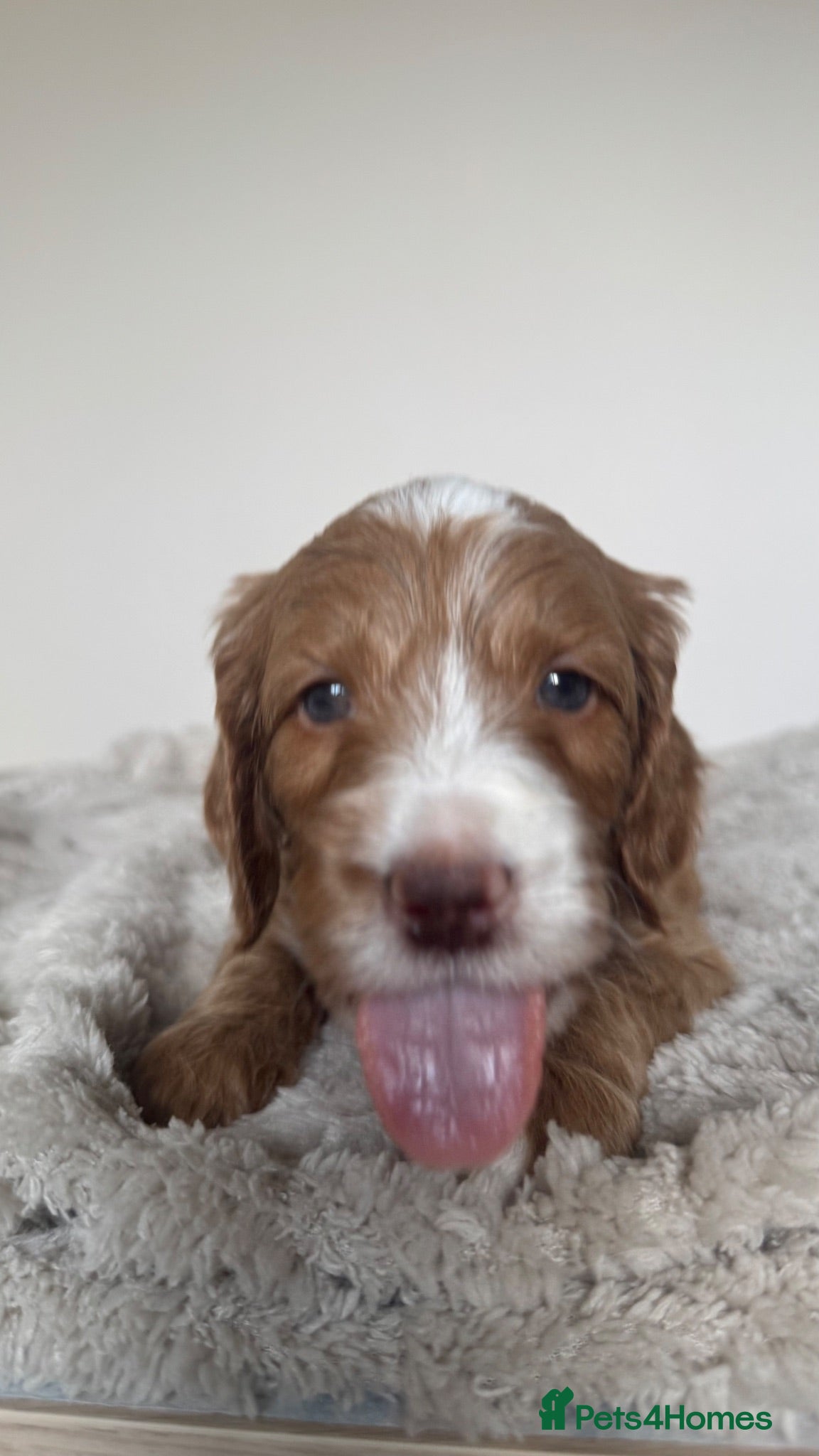 Mixed Breed dogs Beautiful Multigen Labradoodles  - Advert 1