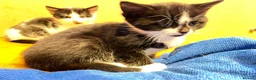 Mixed Breed cats for sale: Gorgeous litter of kittens in Ilminster - Advert 11