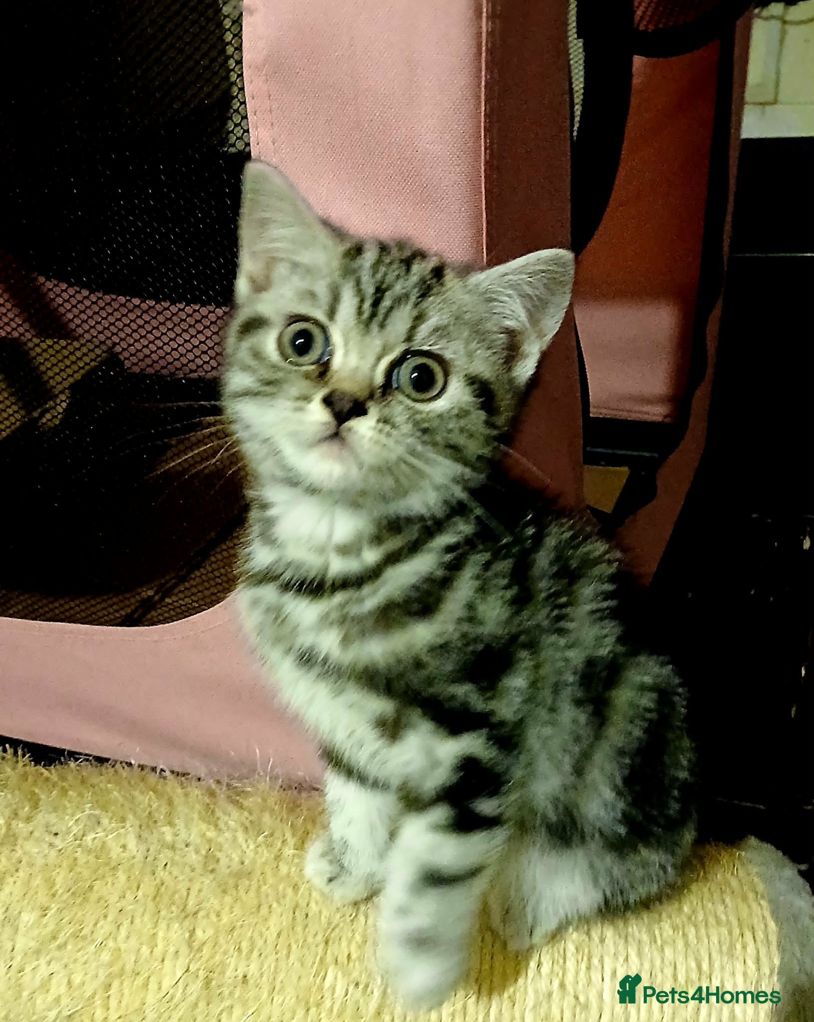 British Shorthair cats Bsh.Tabby kittens.GCCF.Available on 15.February . - Advert 10