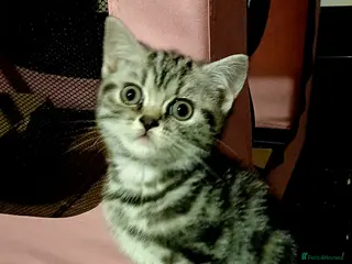 British Shorthair cats Bsh.Tabby kittens.GCCF.Available on 15.February . - Advert 10