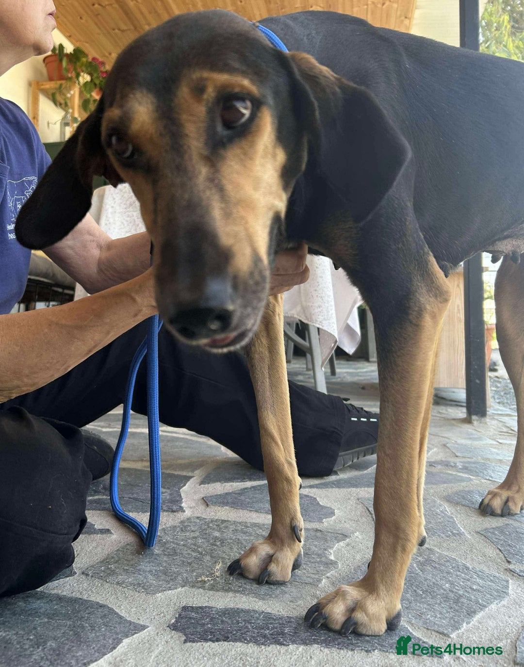 Mixed Breed dogs for adoption: Cinnamon needs a loving home  - Image 16