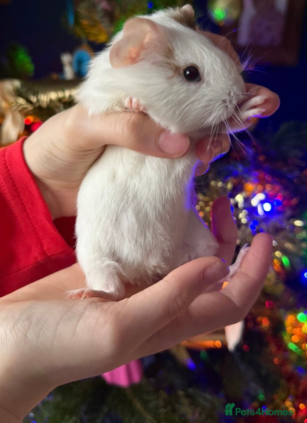Guinea Pig rodents for sale: Two beautiful female Guinea pigs  - Advert 2