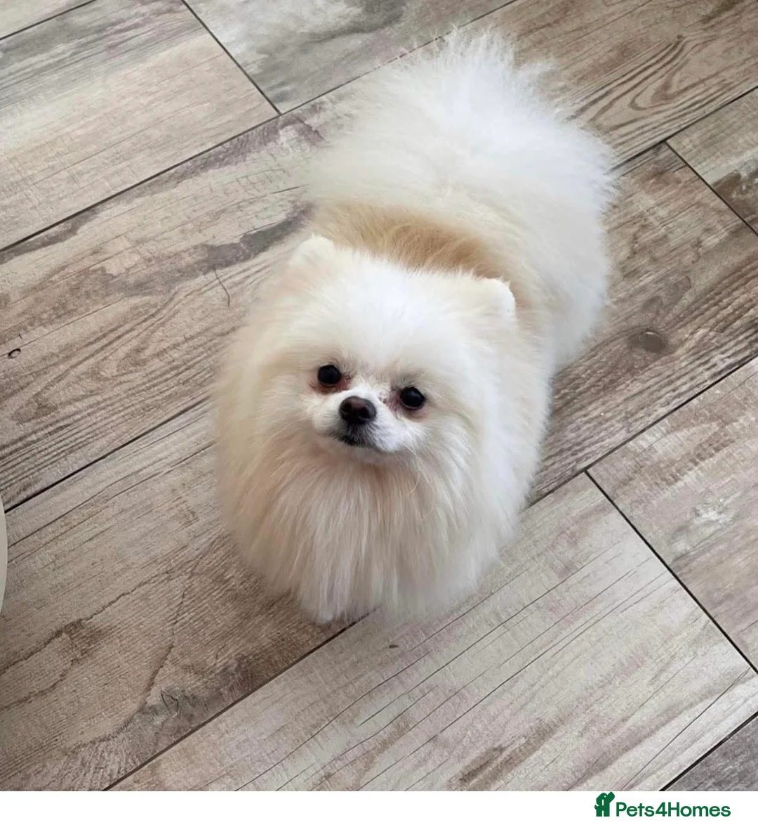 Pomeranian dogs for stud: WHITE POMERANIAN kc Reg in Pontefract - Advert 6