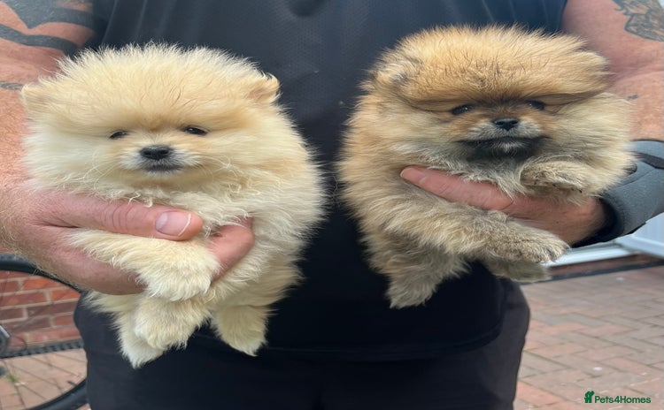Pomeranian dogs - Advert 16