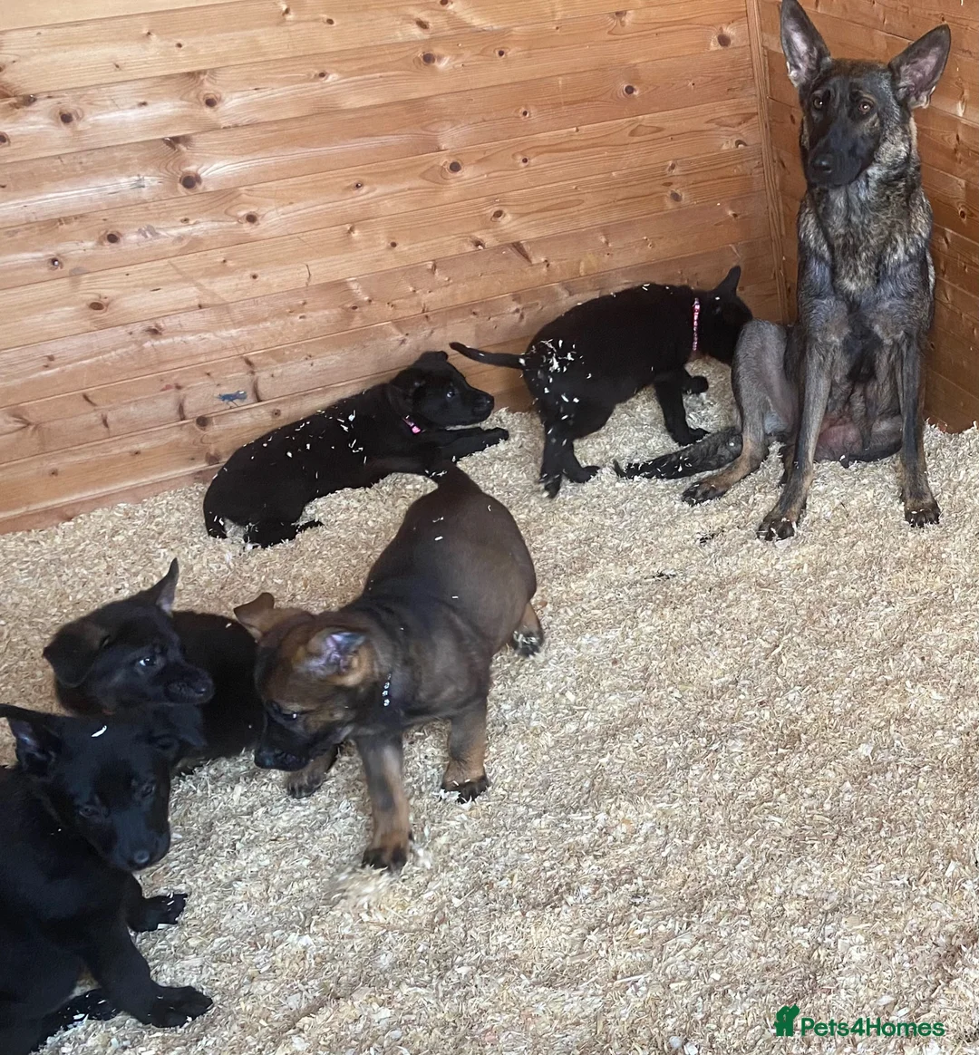 German Shepherd dogs for sale: Working-Line German Shepherd Pups Ready Now - Advert 40