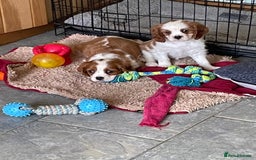 Cavalier King Charles Spaniel dogs for sale: K C Reg Fully Vaccinated  - Image 7