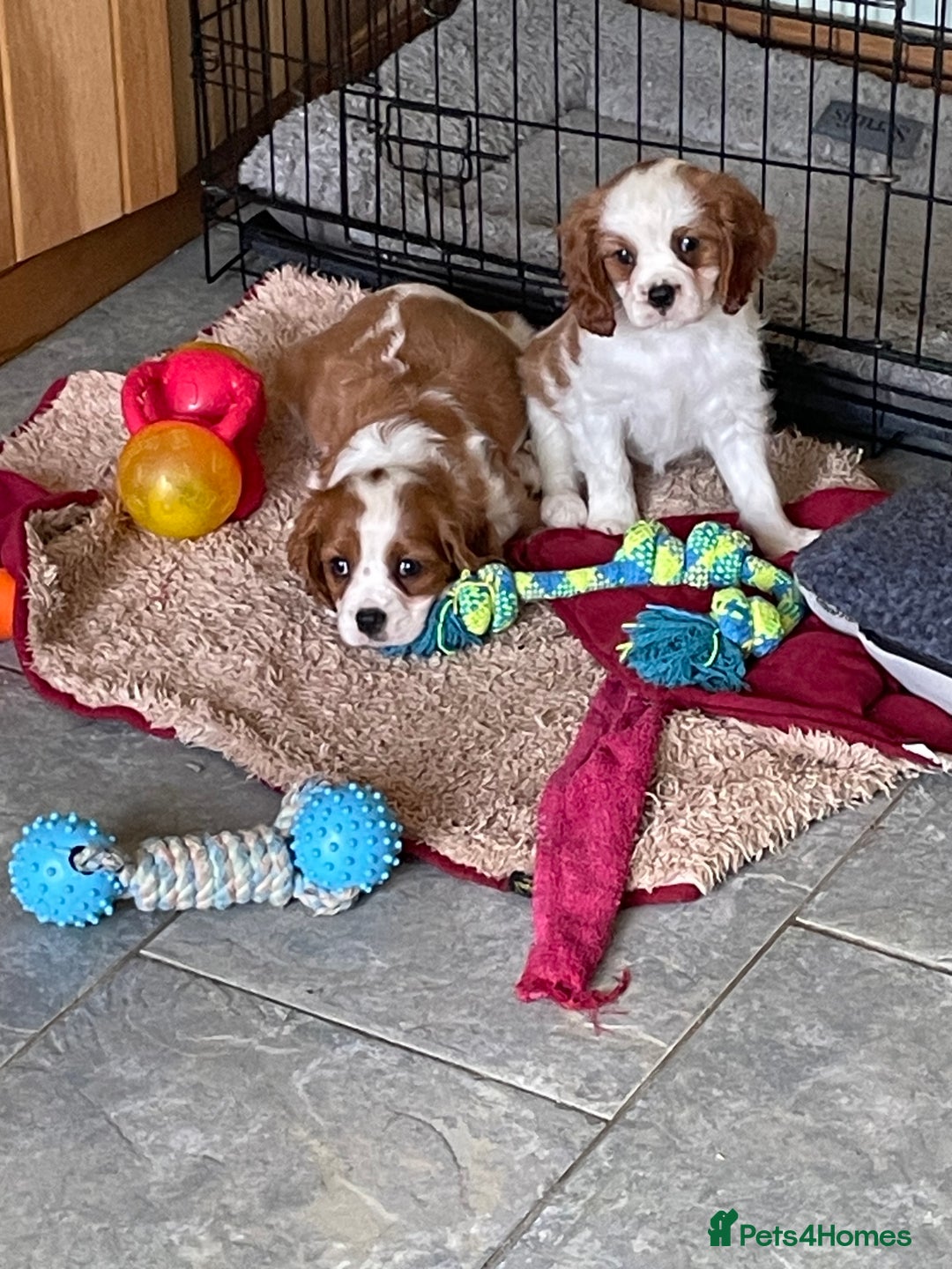 Cavalier King Charles Spaniel dogs for sale: K C Reg Fully Vaccinated  - Image 7