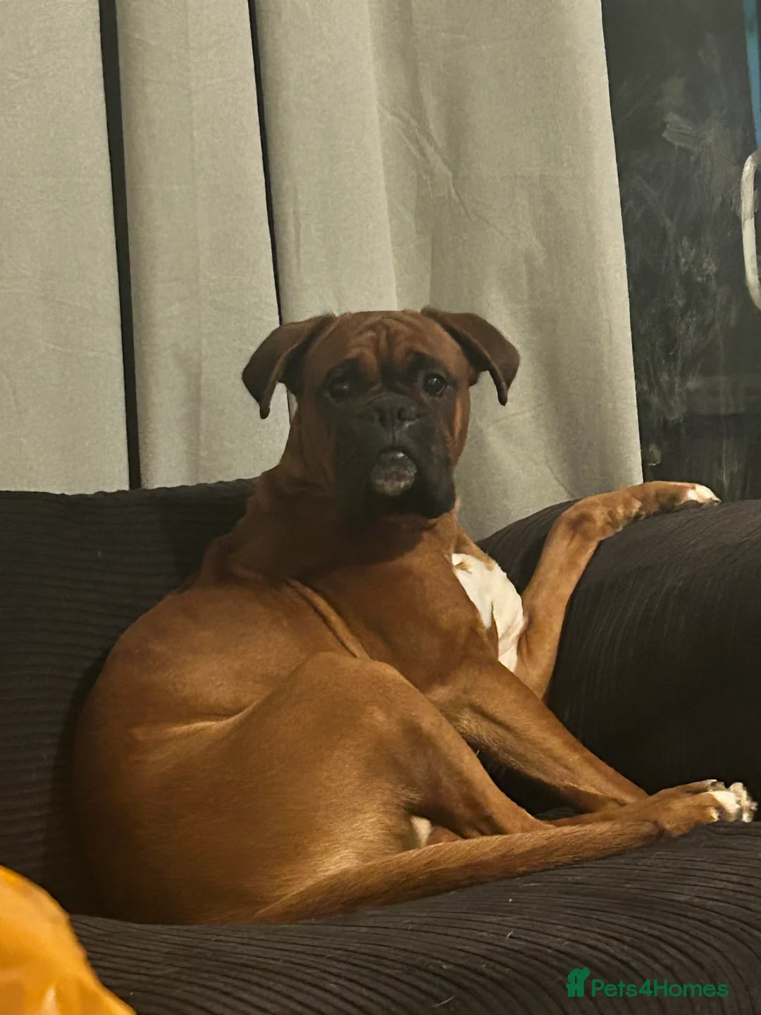 Boxer dogs for sale: Gorgeous Boy Boxer - Advert 3