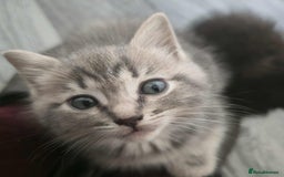 Mixed Breed cats for sale: Adorable Ragdoll Mix Kittens  - Image 1