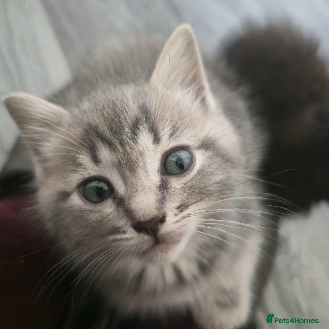 Mixed Breed cats for sale: Adorable Ragdoll Mix Kittens  - Image 1