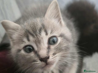 Mixed Breed cats - Advert 4