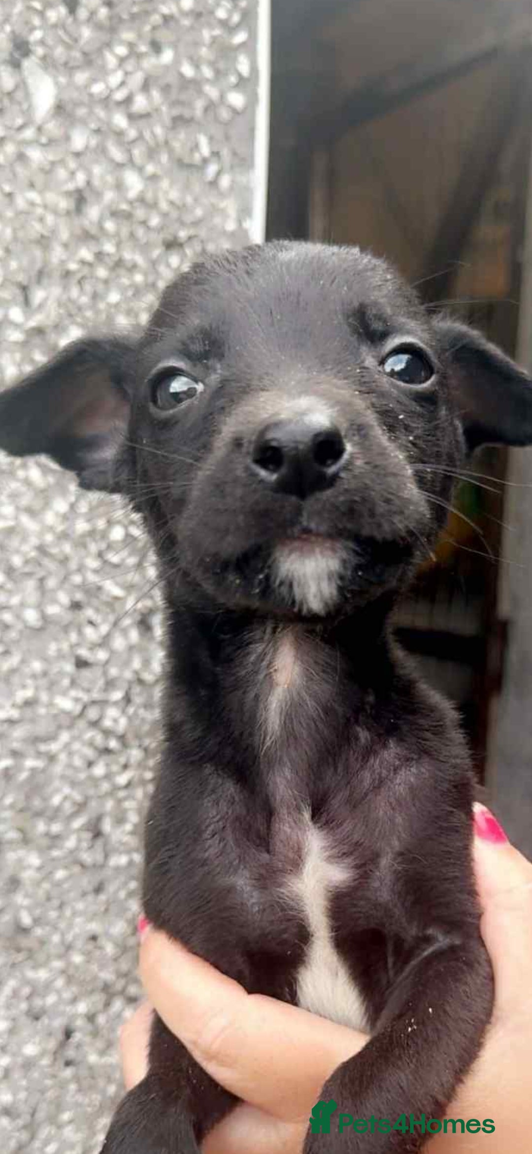 Mixed Breed dogs for sale: Wheaton bull greyhound puppies - Image 2