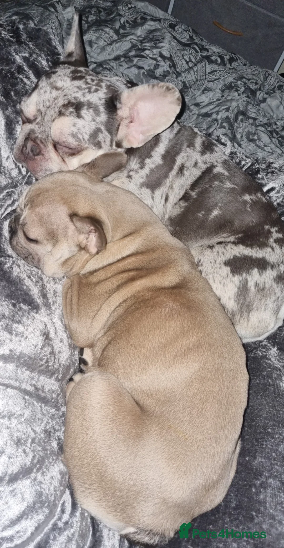 French Bulldog dogs for sale: 3 gorgeous french bulldog puppies - Advert 7