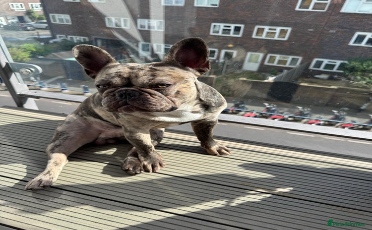 French Bulldog dogs - Advert 1