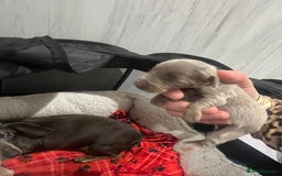 Dachshund dogs for sale:  dachshund miniature - Image 12