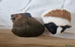 Guinea Pig rodents for sale:  2 Playful Male Guinea Pigs (4 Months)  - Image 16