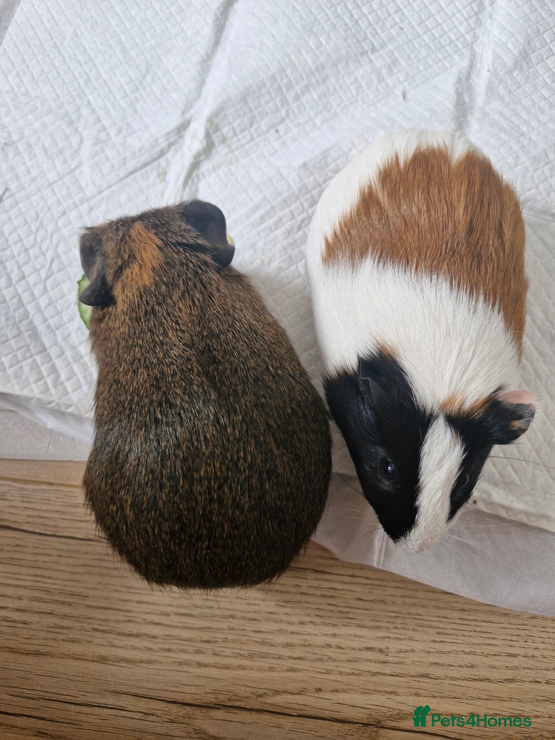 Guinea Pig rodents for sale:  2 Playful Male Guinea Pigs (4 Months)  - Image 16