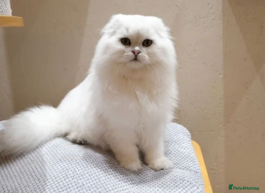 Scottish Fold cats Scottish Fold male kittens - Ready Now - Advert 5