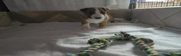 Miniature Bull terrier dogs for sale: Fawn and White MBT Boy - Advert 3