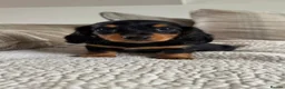 Miniature Dachshund dogs for sale: BEAUTIFUL PRA CLEAR & KC REG MINI DACHSHUNDS - Advert 6