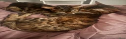 Bengal cats for sale: Bengal kittens🐆 - Advert 11