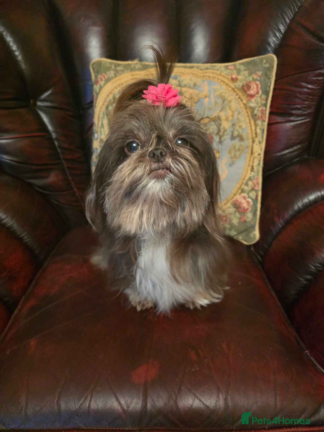 Shih Tzu dogs for sale: Stunning shih tzu - Advert 4