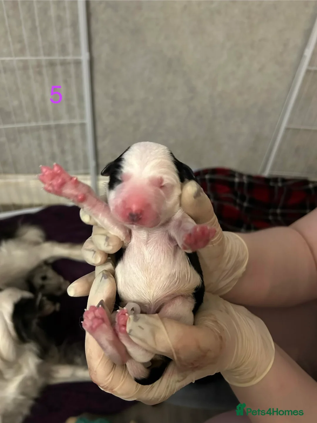 Border Collie dogs for sale: Border Collies - mixture of colours - Advert 14